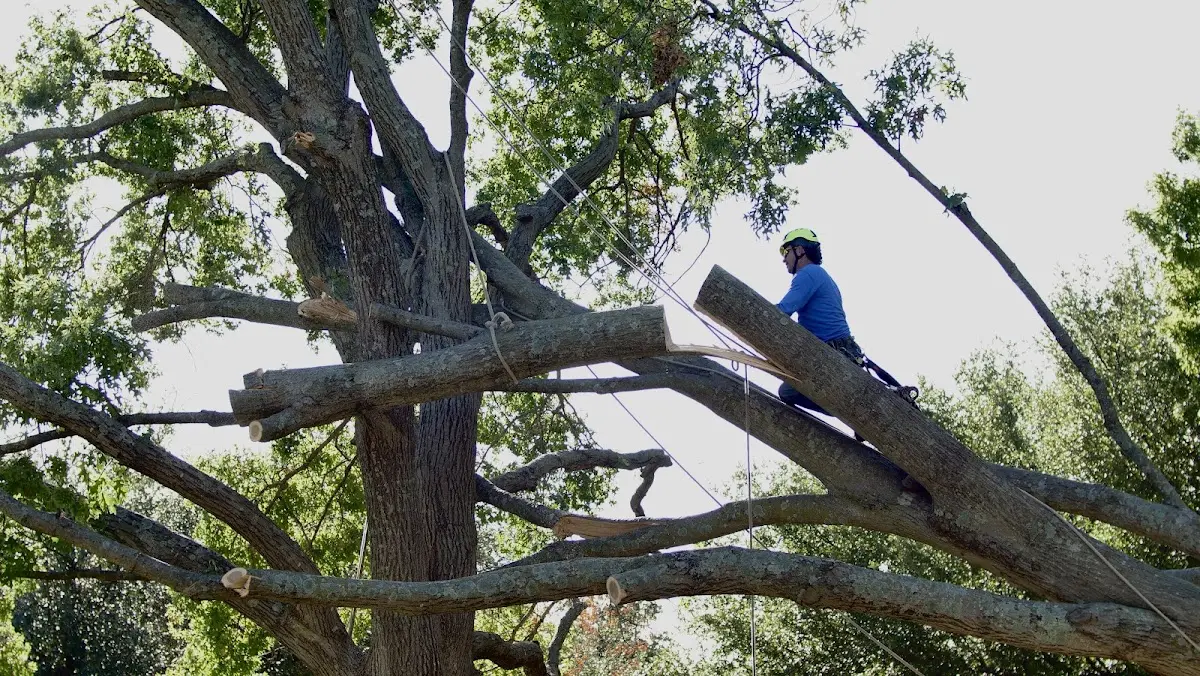 Professional Crown Thinning performed by certified arborists in Eufaula